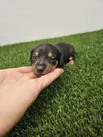 Otis Ckc, a male Miniature Dachshund for sale in Blairsville, GA – 4 of 4