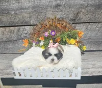 Izzy Ckc, a female Shih Tzu for sale in Blairsville, GA – 4 of 6