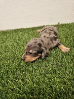 Bella Ckc, a female Miniature Dachshund for sale in Blairsville, GA – 4 of 4