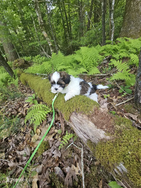 Barney Ckc – Shih Tzu puppy for sale in Blairsville, GA