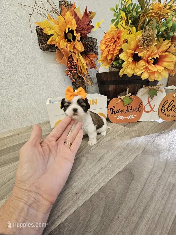 Roxy Ckc – Shih Tzu puppy for sale in Blairsville, GA