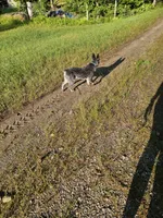 Keisha , a female Australian Cattle Dog for sale in Blairsville, GA – 2 of 5
