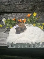 Georgie , a female Shorkie for sale in Blairsville, GA – 5 of 9