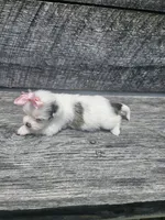 Marley , a female Shorkie for sale in Blairsville, GA – 2 of 9