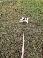 Shay Ckc, a female Shih Tzu for sale in Blairsville, GA – 7 of 10