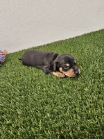 Oscar Ckc, a male Miniature Dachshund for sale in Blairsville, GA – 2 of 3