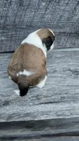 Snickers Ckc, a male Shih Tzu for sale in Blairsville, GA – 4 of 5