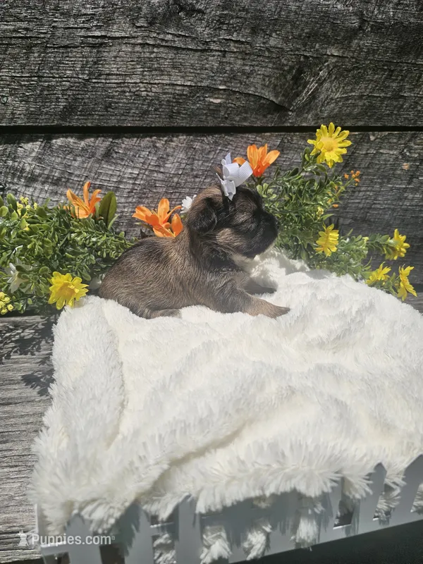 Amber – Shorkie puppy on hold in Blairsville, GA