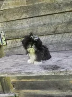 Willow Ckc, a female Shih Tzu for sale in Blairsville, GA – 3 of 9