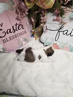 Theo Ckc, a male Shih Tzu for sale in Blairsville, GA – Photo 5 of 6