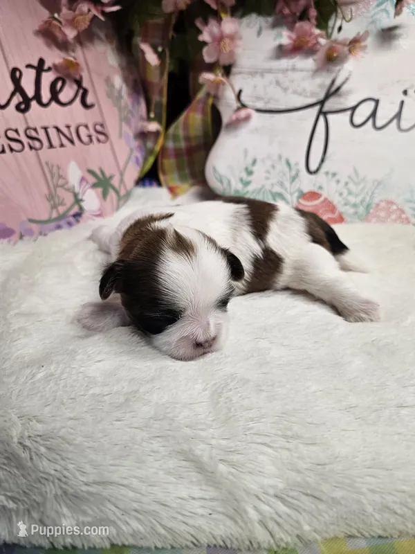 Theo Ckc, a male Shih Tzu for sale in Blairsville, GA – Photo 1 of 6