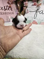 Theo Ckc, a male Shih Tzu for sale in Blairsville, GA – Photo 6 of 6