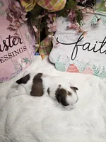 Theo Ckc, a male Shih Tzu for sale in Blairsville, GA – Photo 3 of 6