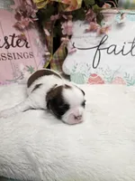 Theo Ckc, a male Shih Tzu for sale in Blairsville, GA – Photo 2 of 6