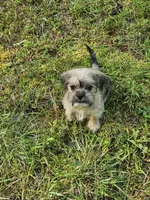 Dexter , a male Shorkie for sale in Blairsville, GA – 9 of 9