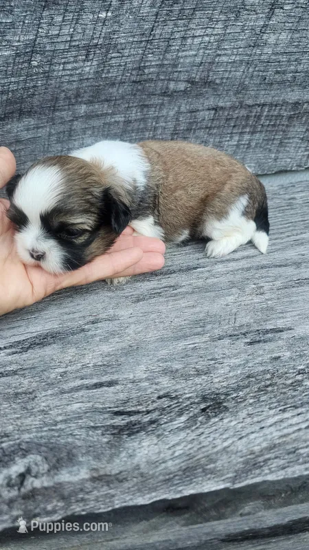 Snickers Ckc – Shih Tzu puppy for sale in Blairsville, GA