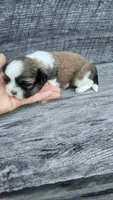 Snickers Ckc, a male Shih Tzu for sale in Blairsville, GA – 1 of 5