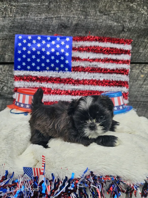 Scruffy Ckc – Shih Tzu puppy for sale in Blairsville, GA