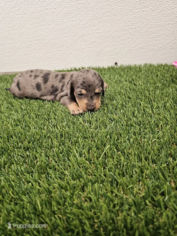 Bella Ckc – Miniature Dachshund puppy for sale in Blairsville, GA