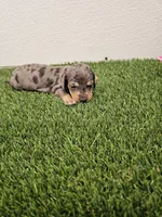 Bella Ckc, a female Miniature Dachshund for sale in Blairsville, GA – 1 of 4