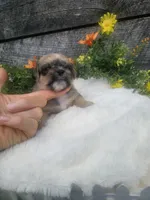 Dexter , a male Shorkie for sale in Blairsville, GA – 2 of 7