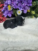 Willow Ckc, a female Shih Tzu for sale in Blairsville, GA – 3 of 4