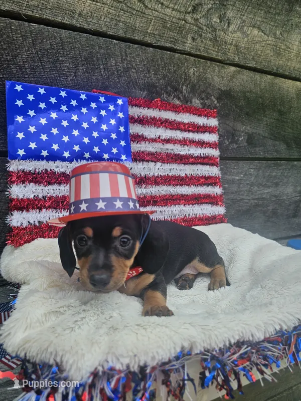 Otis Ckc – Miniature Dachshund puppy for sale in Blairsville, GA