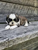 Marco Ckc, a male Shih Tzu for sale in Blairsville, GA – 4 of 9