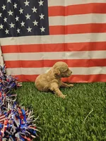 Penny Ckc, a female Poodle - Toy  for sale in Blairsville, GA – 2 of 3