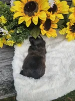 Scruffy Ckc, a male Shih Tzu for sale in Blairsville, GA – 3 of 4