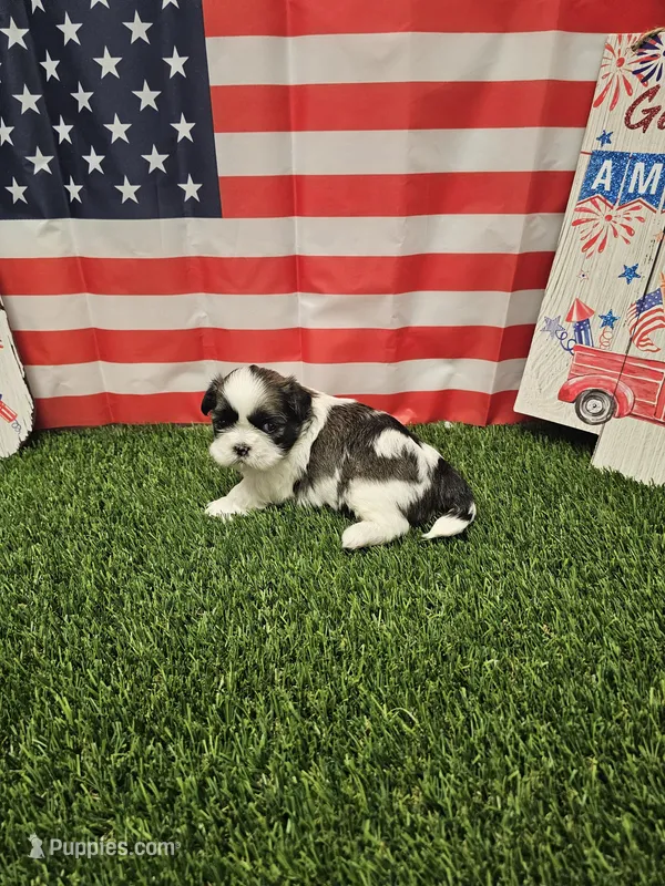 Chelsea Ckc – Shih Tzu puppy for sale in Blairsville, GA