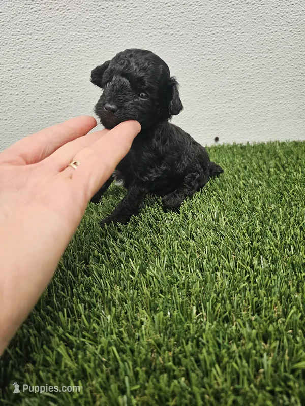 Tyson Ckc – Poodle - Toy  puppy for sale in Blairsville, GA