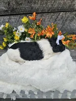 Selena Ckc, a female Poodle - Standard  for sale in Blairsville, GA – 2 of 5