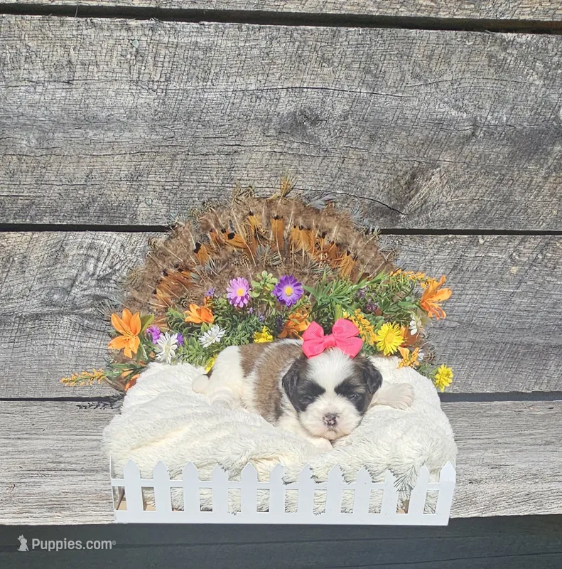 Shay Ckc – Shih Tzu puppy for sale in Blairsville, GA