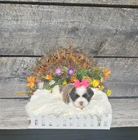 Shay Ckc, a female Shih Tzu for sale in Blairsville, GA – 1 of 7