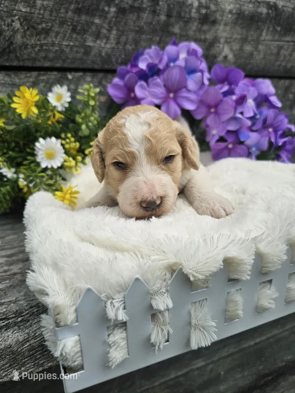 Duncan Ckc – Poodle - Standard  puppy for sale in Blairsville, GA