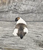 Kasey Ckc, a female Shih Tzu for sale in Blairsville, GA – Photo 4 of 5