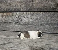 Kasey Ckc, a female Shih Tzu for sale in Blairsville, GA – Photo 5 of 5