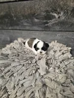 Kasey Ckc, a female Shih Tzu for sale in Blairsville, GA – Photo 2 of 5