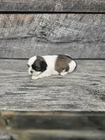 Kasey Ckc, a female Shih Tzu for sale in Blairsville, GA – Photo 3 of 5