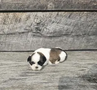 Kasey Ckc, a female Shih Tzu for sale in Blairsville, GA – Photo 1 of 5