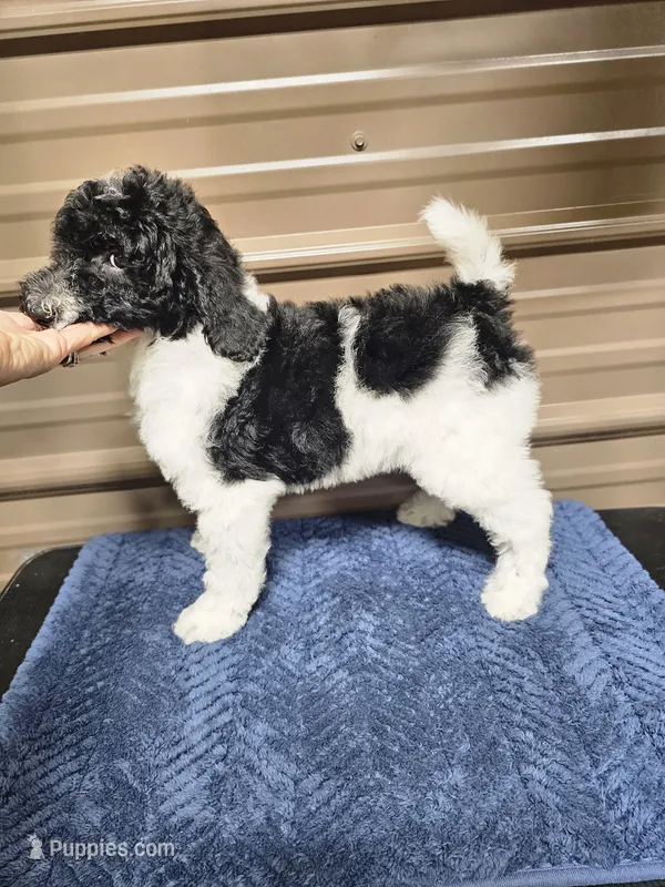 Selena Ckc – Poodle - Standard  puppy for sale in Blairsville, GA