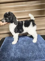 Selena Ckc, a female Poodle - Standard  for sale in Blairsville, GA – 1 of 10