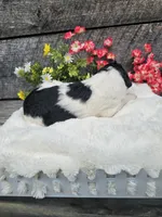 Zelda Ckc, a female Poodle - Standard  for sale in Blairsville, GA – 6 of 6