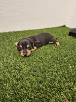 Oscar Ckc, a male Miniature Dachshund for sale in Blairsville, GA – 3 of 3