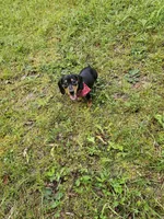 Oscar Ckc, a male Miniature Dachshund for sale in Blairsville, GA – 1 of 9