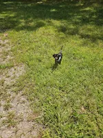 Oscar Ckc, a male Miniature Dachshund for sale in Blairsville, GA – 8 of 9