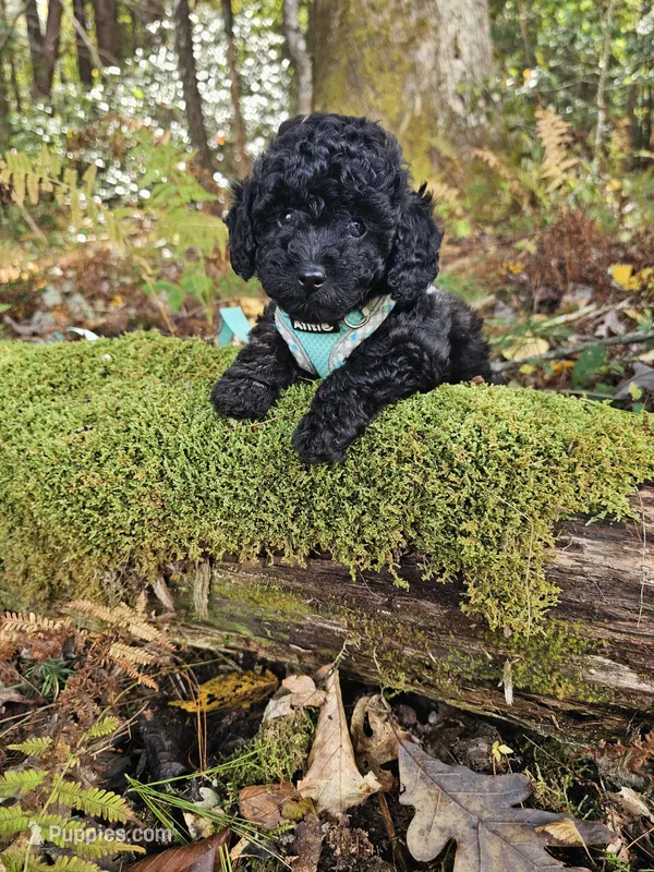 Ebony Ckc – Poodle - Toy  puppy for sale in Blairsville, GA