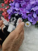 Willow Ckc, a female Shih Tzu for sale in Blairsville, GA – 2 of 4