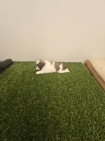 Shay Ckc, a female Shih Tzu for sale in Blairsville, GA – 5 of 7